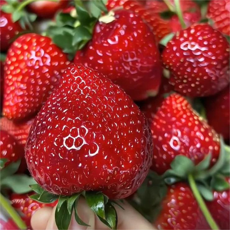 Black Pearl Strawberry Seeds