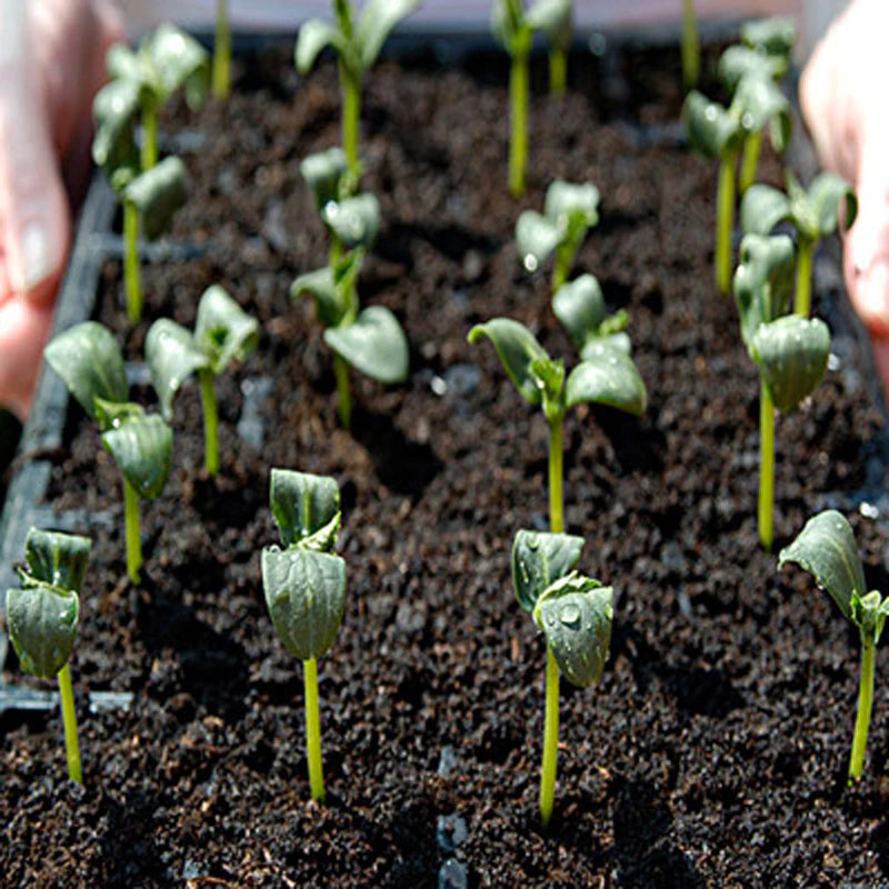 100 pcs Seeds Rare Black Cucumber