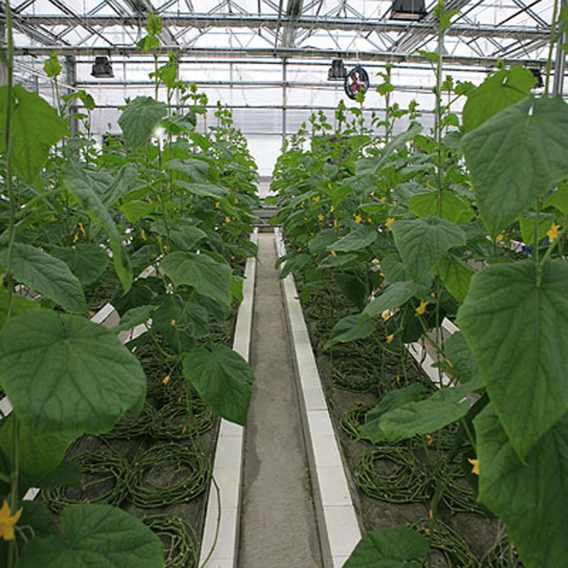 100 pcs Seeds Rare Black Cucumber