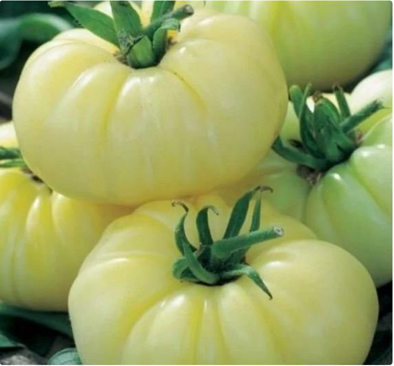 White Beauty Tomato Seeds | Heirloom | Organic