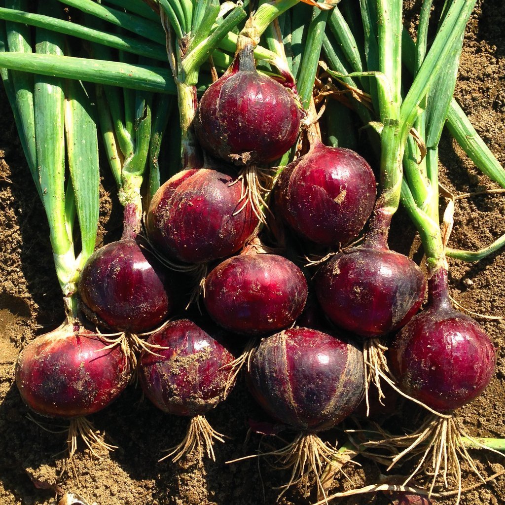 Purple Fruit Onion Vegetable Seeds
