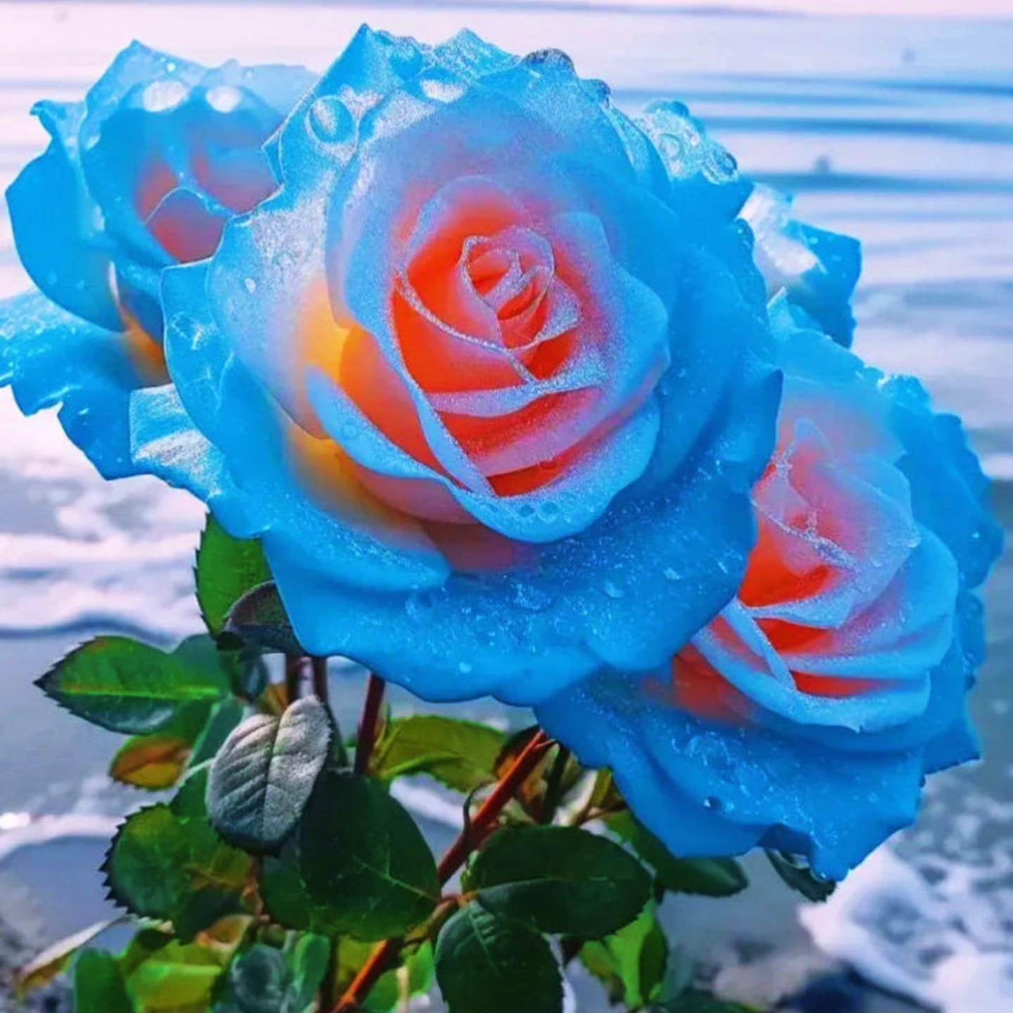 💙Blaue Zauberrosensamen✨