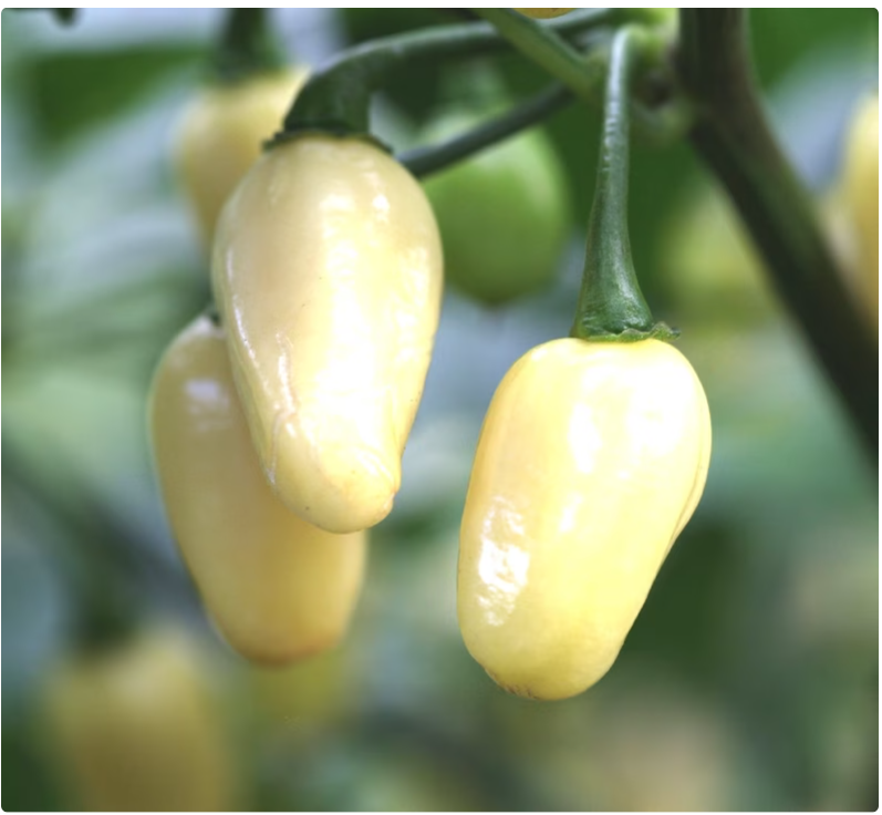 Heirloom White Habanero Seeds - Capsicum chinense - B71