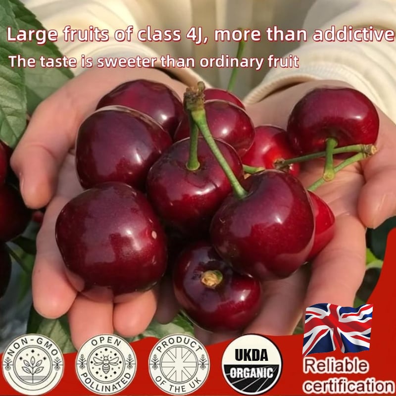 🏆75K+ SOLD! 🍒 (New Harvest) Sweet Cherry Seeds 🌿Pre-Primed for High Germination