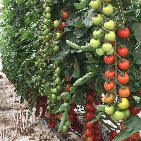 100% Germination rate-Waterfall Tomatoes Seeds-High Yield