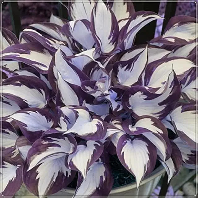 🌿Die widerstandsfähige Schönheit: Schattenverträgliche und kälteresistente Hosta-Blüten