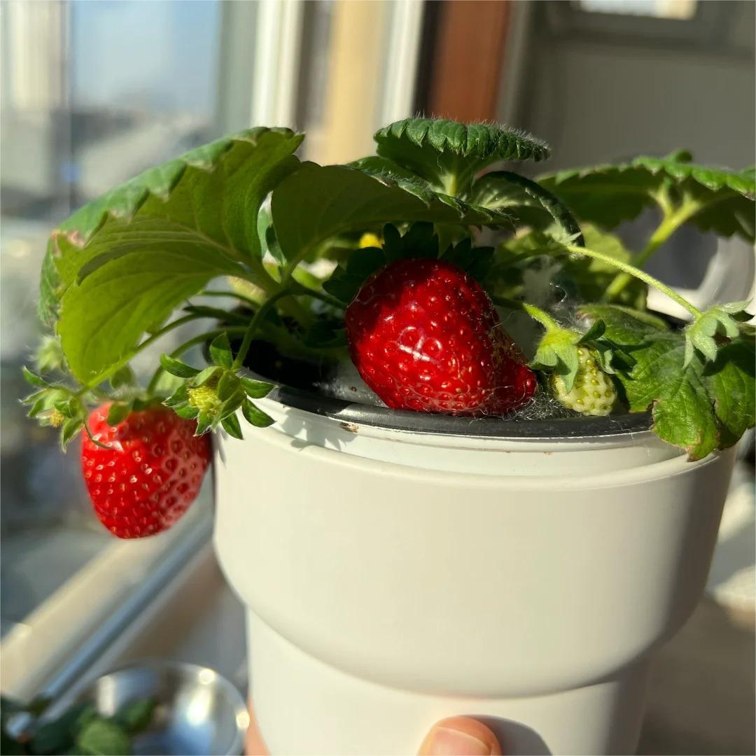 Black Pearl Strawberry Seeds