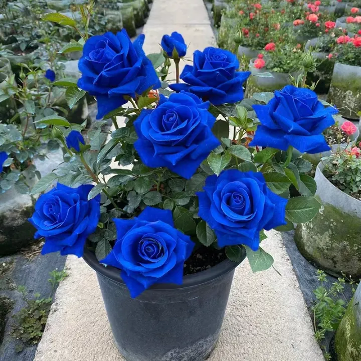 💙Blaue Zauberrosensamen✨