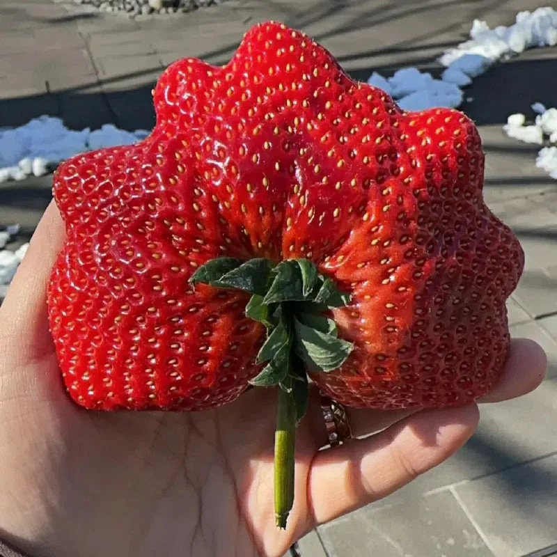 🍓Super Giant Strawberry Seeds – Grow Juicy, Extra-Large Strawberries!