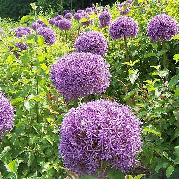 Garten-Riesen-Allium Giganteum, wunderschöne Blumensamen, Bonsai-Pflanzensamen für den Außenbereich.