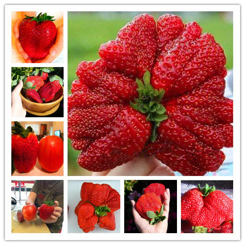 🍓Super Giant Strawberry Seeds – Grow Juicy, Extra-Large Strawberries!