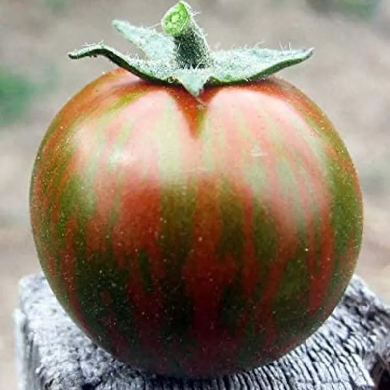 Rare Organic Vegetable Tomato Seeds "Black Zebra" (Lycopersicon esculentum Mill)