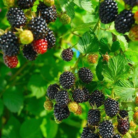 Sweet Giant Blackberry Seeds