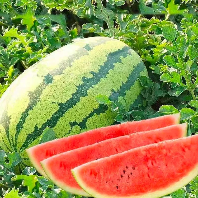 🔥Последен ден на разпродажбата🍉Семки от диня от Lazy Man🍉