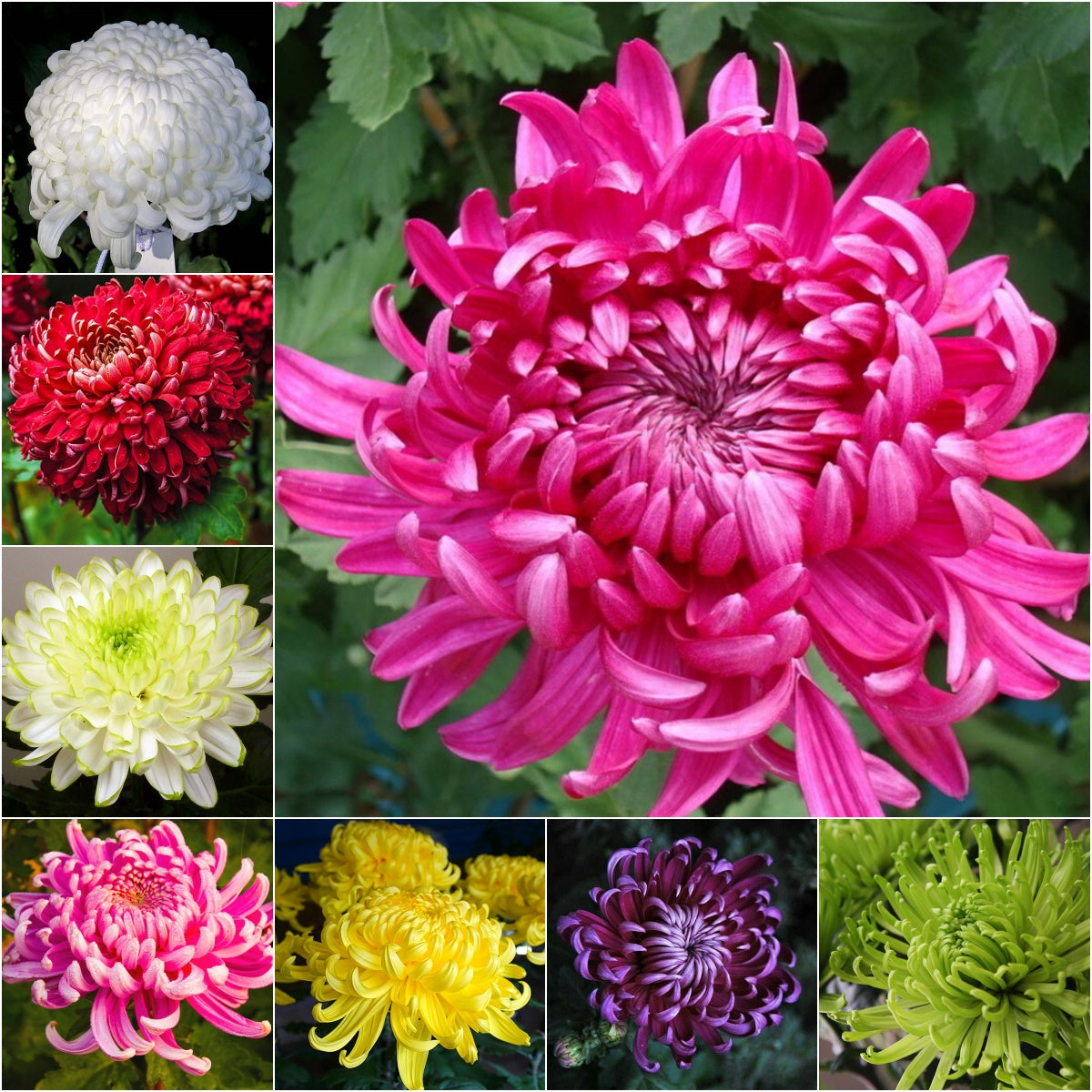 🌺The Flower of Elegance🌼Giant Chrysanthemum Seeds