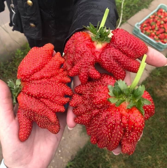 Редки гигантски ягодови семена 🍓 Растят огромни, лесни за отглеждане
