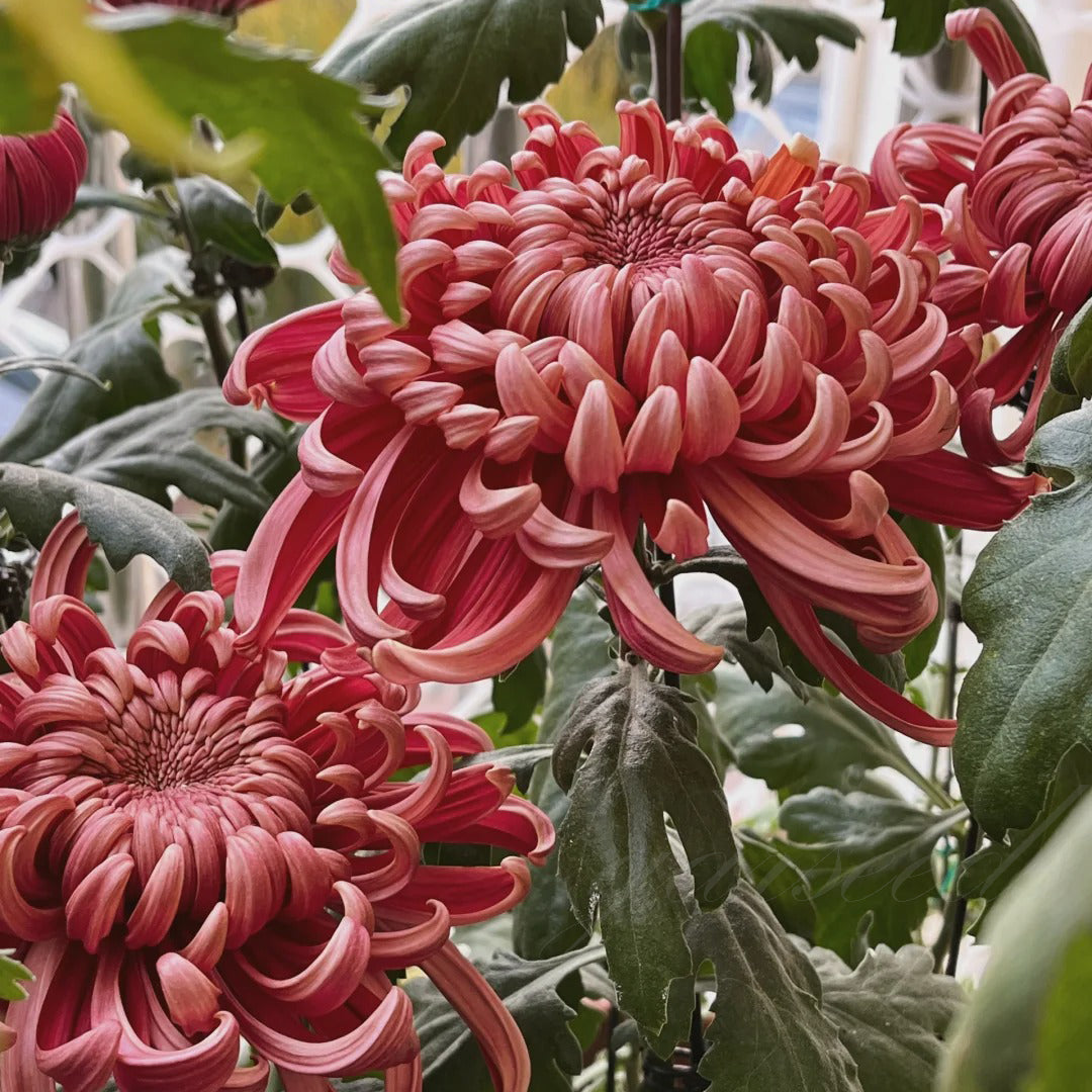 🌺The Flower of Elegance🌼Giant Chrysanthemum Seeds