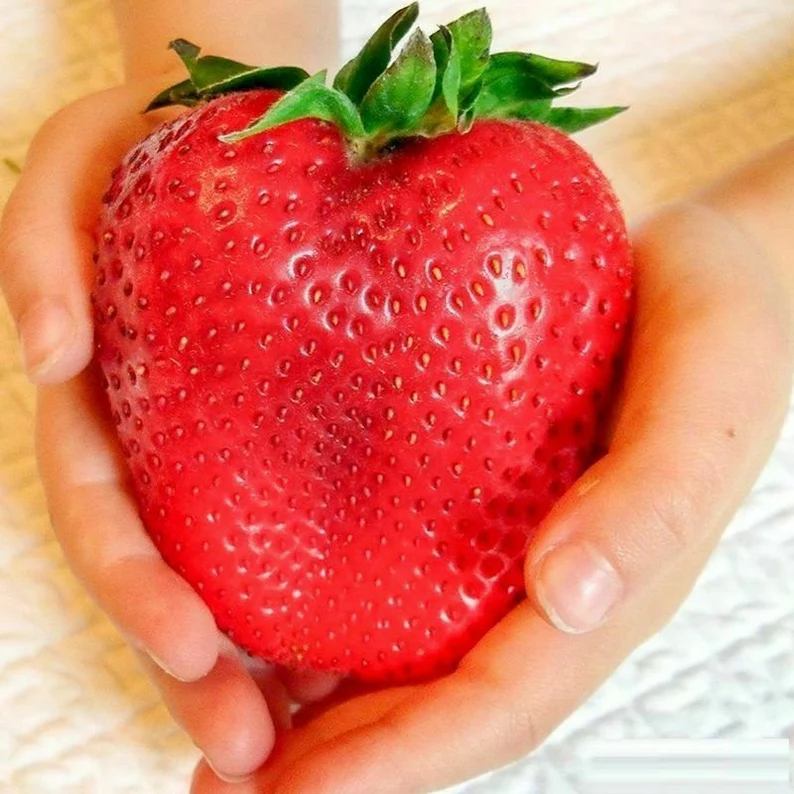 Редки гигантски ягодови семена 🍓 Растят огромни, лесни за отглеждане