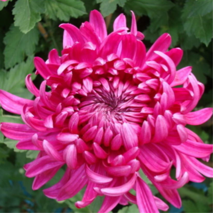 🌺The Flower of Elegance🌼Giant Chrysanthemum Seeds