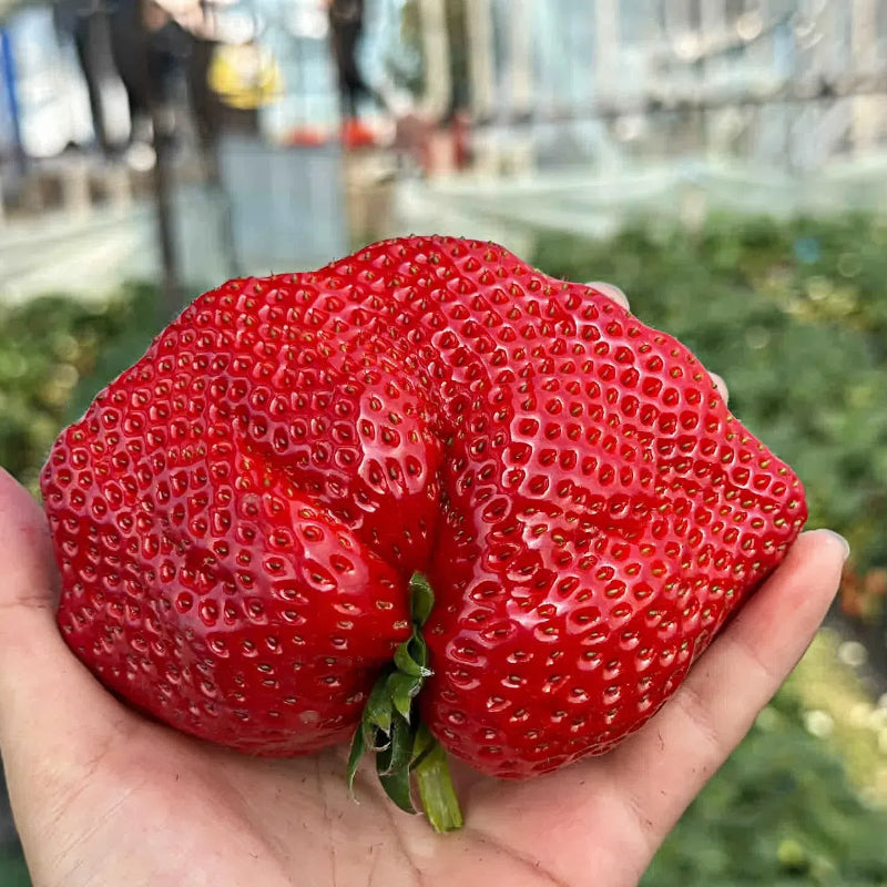 Редки гигантски ягодови семена 🍓 Растят огромни, лесни за отглеждане