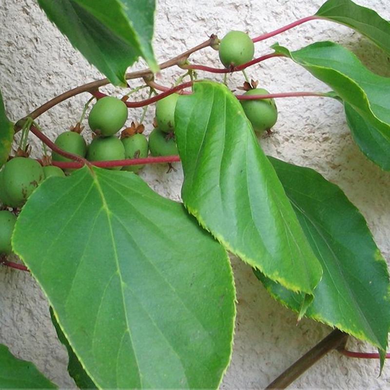 СЕМЕНА ЗА МИНИ КИВИ – МИНИАТЮРНО КИВИ (HARDY ACTINIDIA ARGUTA)