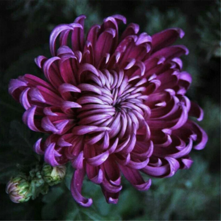 🌺The Flower of Elegance🌼Giant Chrysanthemum Seeds