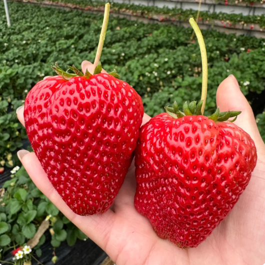 Редки гигантски ягодови семена 🍓 Растят огромни, лесни за отглеждане