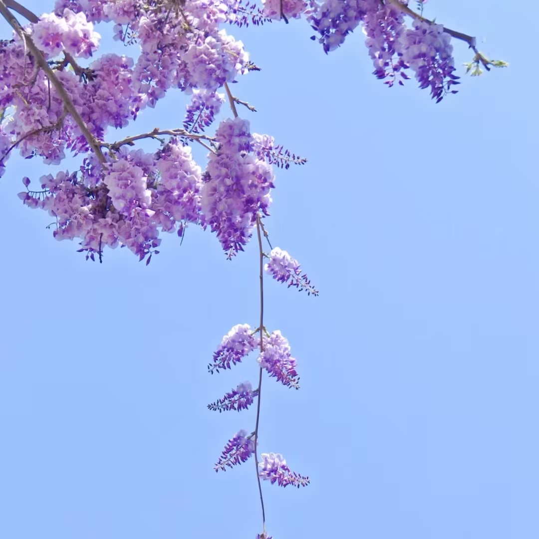 🌸Семена на глициния – Лилавата елегантност на природата