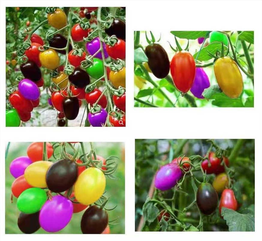 СЕМЕНА ЗА ЦВЕТНИ ЧЕРИ ДОМАТИ (МИКС)