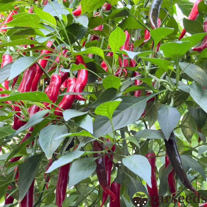 Семена от люти чушки Beauty 🌶️ - висок добив