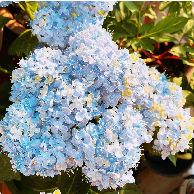 🌈 Семена от смесени хортензии – красиви и издръжливи многогодишни семена за вашата градина