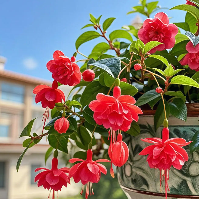 🔥Семена на издръжливи многогодишни цветя🌺Плачеща фуксия - мечтателен висящ цветен водопад
