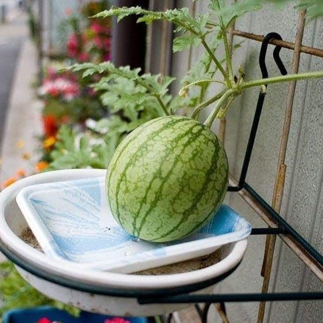 🍉 Лесно отглеждани семена от диня с тънка кора