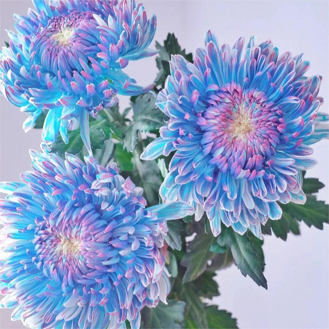 🌸Семена от цветни божурни хризантеми