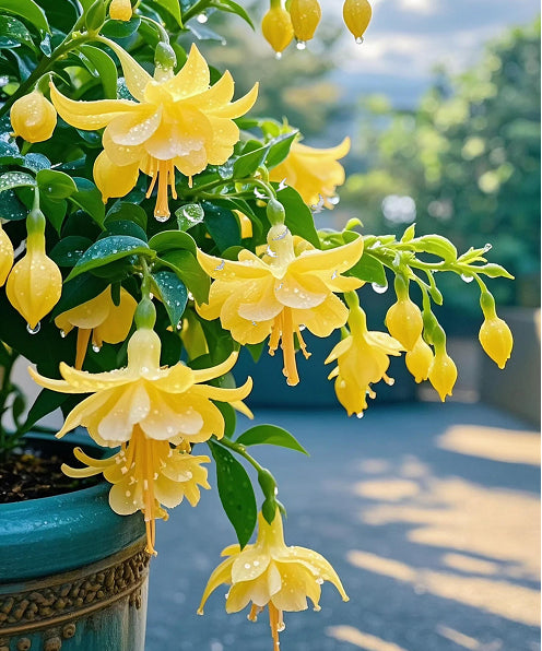 🔥Семена на издръжливи многогодишни цветя🌺Плачеща фуксия - мечтателен висящ цветен водопад