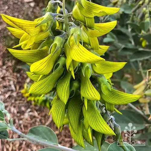 🌱 Зелено птиче цвете – Crotalaria cunninghamii 🌸 Рядко семе за вашата градина 🌞