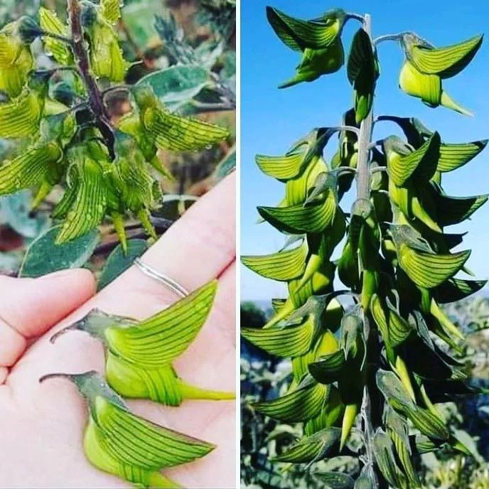 🌱 Зелено птиче цвете – Crotalaria cunninghamii 🌸 Рядко семе за вашата градина 🌞