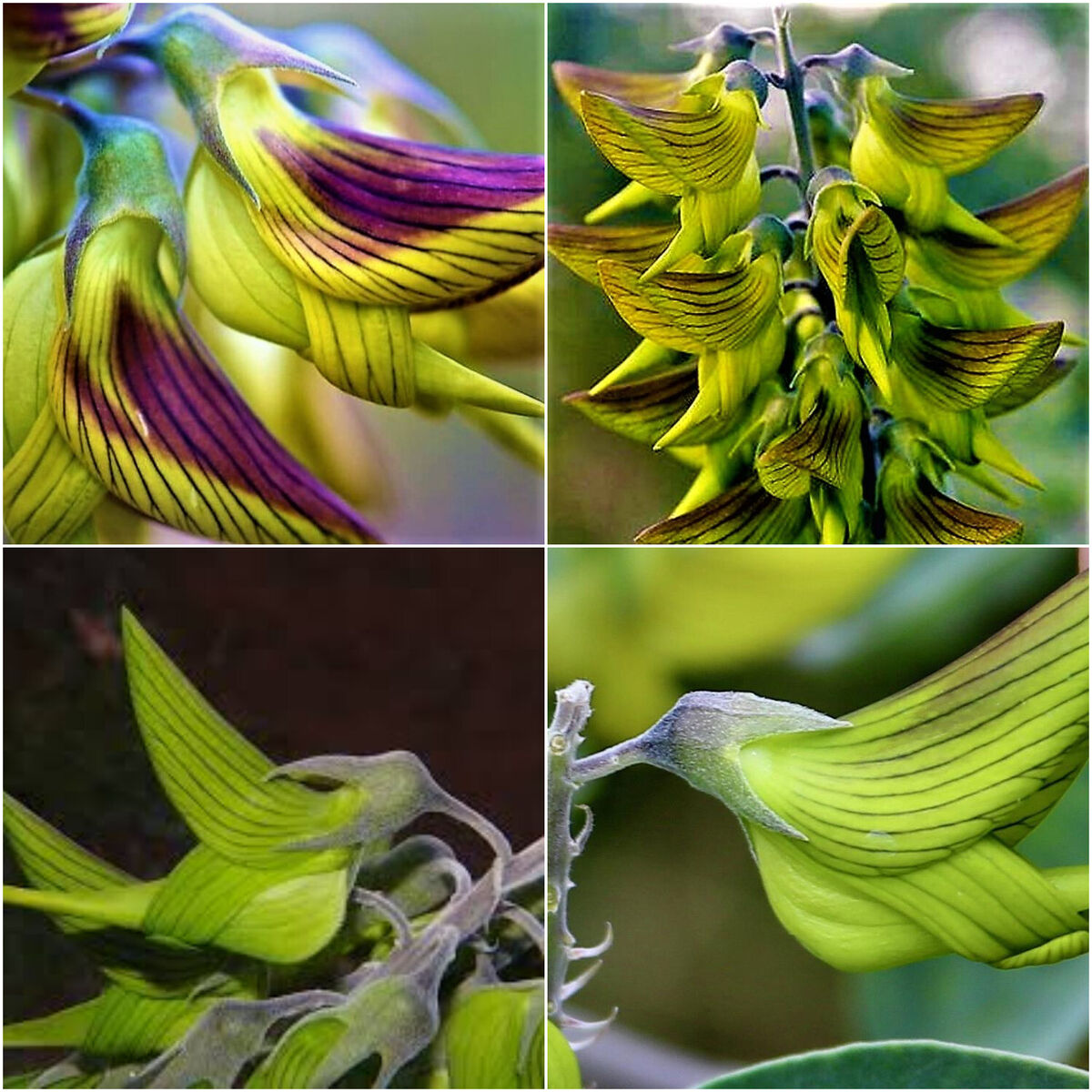 🌱 Зелено птиче цвете – Crotalaria cunninghamii 🌸 Рядко семе за вашата градина 🌞