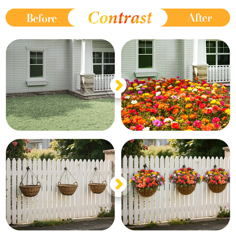 🌹Смесени цветни семена от двуцветна мъхова роза