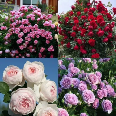 🌸 Рядки семена на катерлива роза Rosa Eden — лесни за отглеждане, ароматни, многогодишни цветове