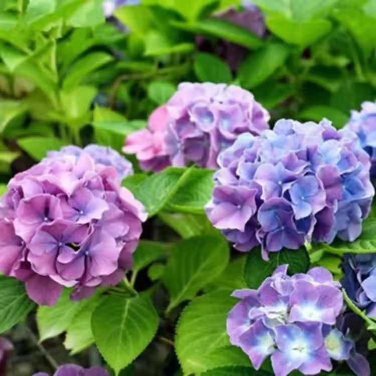 🌈 Семена от смесени хортензии – красиви и издръжливи многогодишни семена за вашата градина