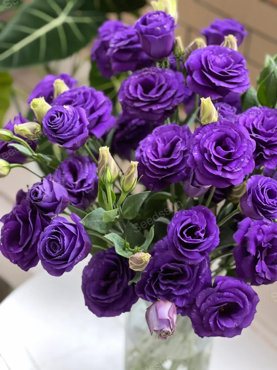 ​ Семена от лизиантус