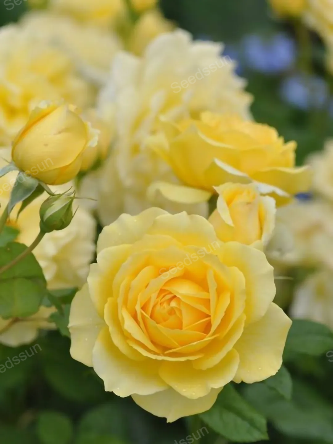 ​ Семена от лизиантус