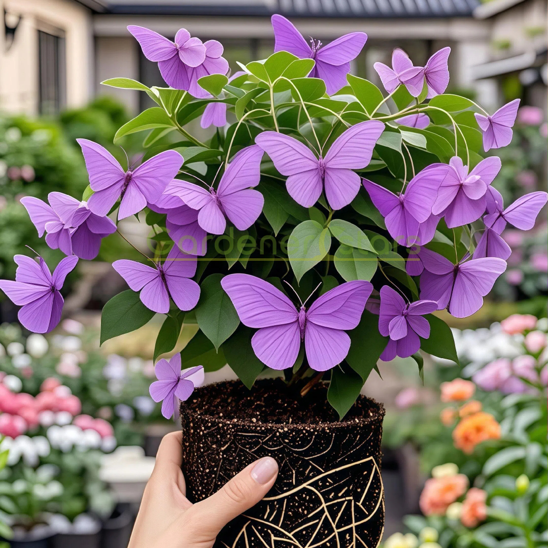 Семена на Златистото пеперудено вино – създайте водопад от цветя! 🌿💛