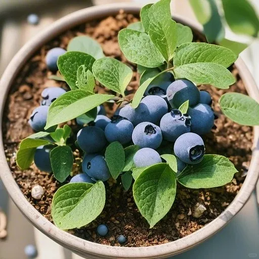 🌱 Семена от боровинки: Засадете си вкусни плодове сами! ✨
