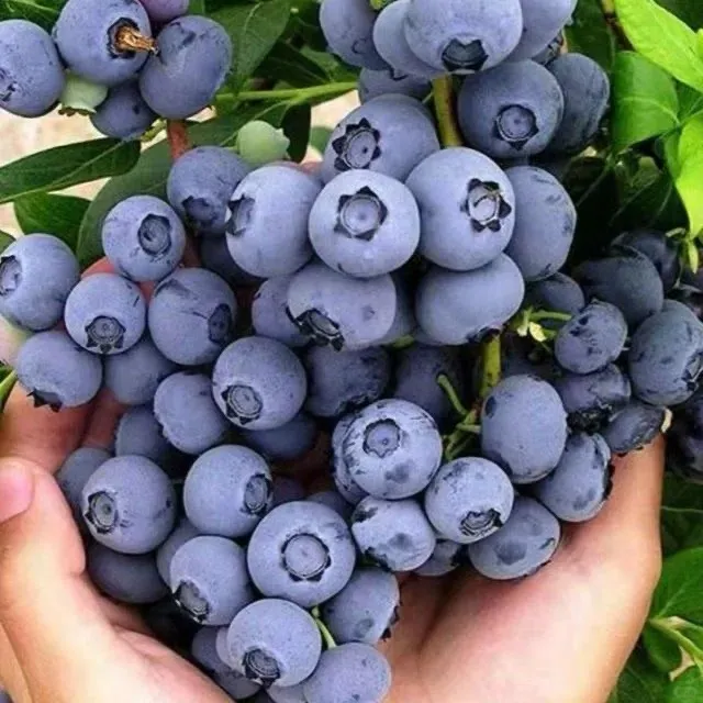 🌱 Семена от боровинки: Засадете си вкусни плодове сами! ✨