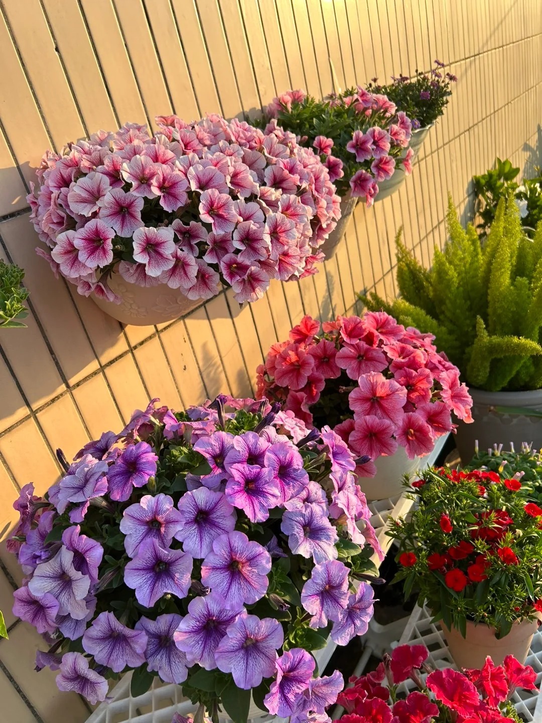 🌸 Закатна петуния за висящи кошници – Кралицата на балкона в цветни комбинации