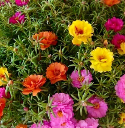 🌸Viacfarebné semená portulaky (Moss Rose) – vysoká klíčivosť, ideálne na balkón a záhradu