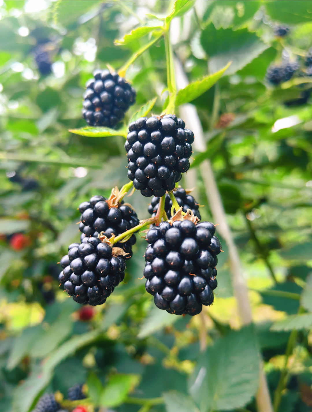 🍓🍓Семена от плод на малина