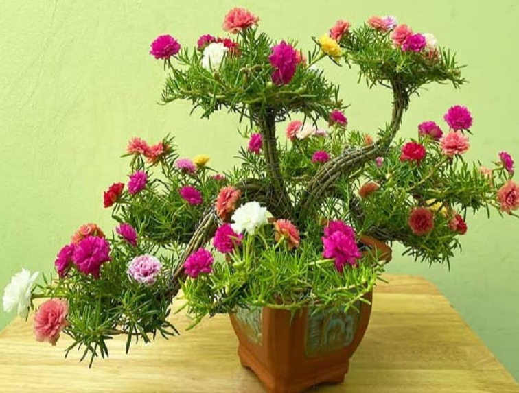 🌸Viacfarebné semená portulaky (Moss Rose) – vysoká klíčivosť, ideálne na balkón a záhradu